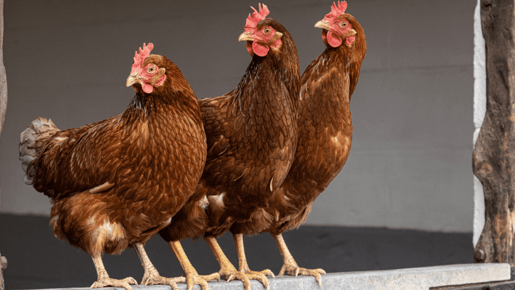 Tips for Raising Friendly Chickens