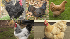 What Chickens Lay the Biggest Eggs