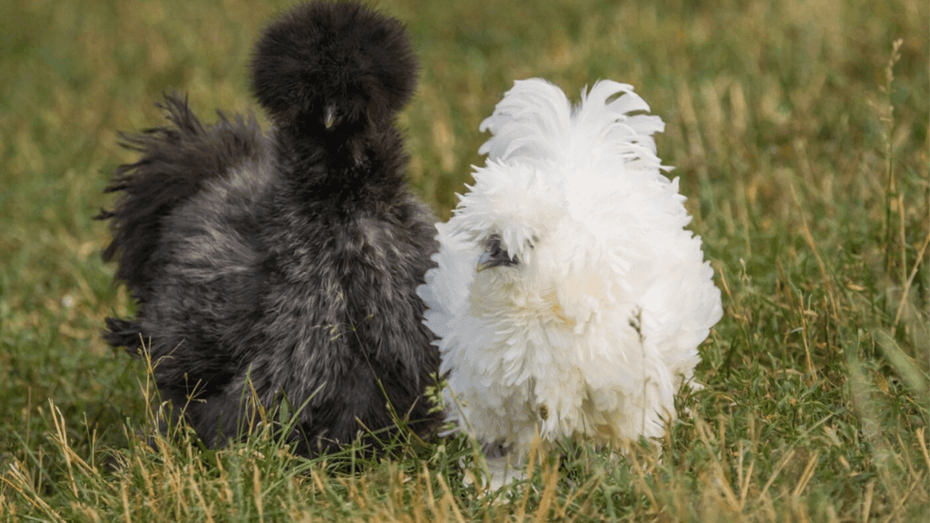 What Makes a Chicken Breed Friendly