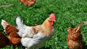 What to Feed Chickens by Age