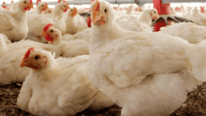 When Are Chickens Full Grown