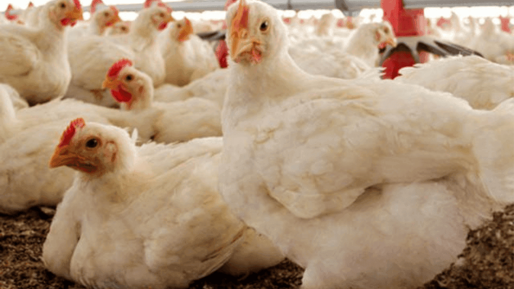 When Are Chickens Full Grown