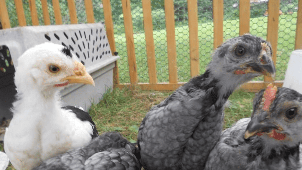 When Can You Tell a Rooster from a Hen
