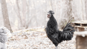 Why Do Roosters Crow All Day