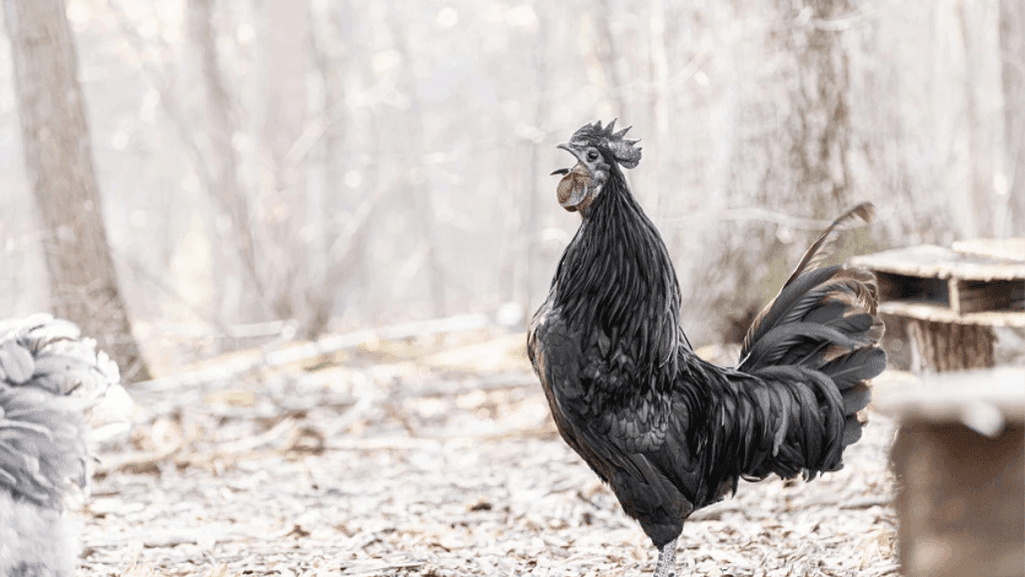 Why Do Roosters Crow All Day